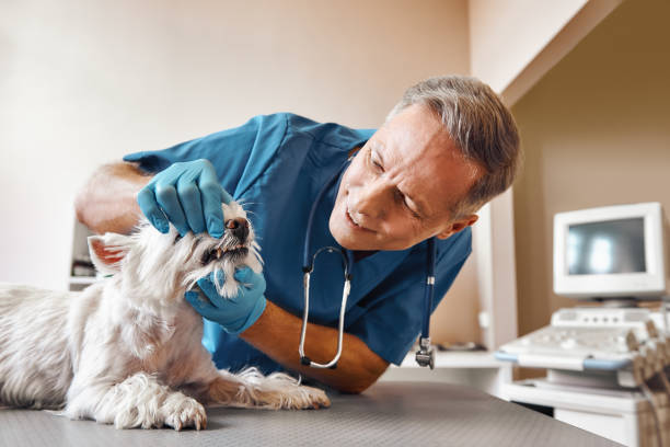 Best After-Hours Dental Trauma Care in Olton, TX